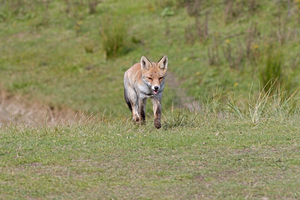 AWD Amsterdamse Waterleidingduinen natuurgebied polder bos vos hert herten damhert duinen zandvoort waterwingebied